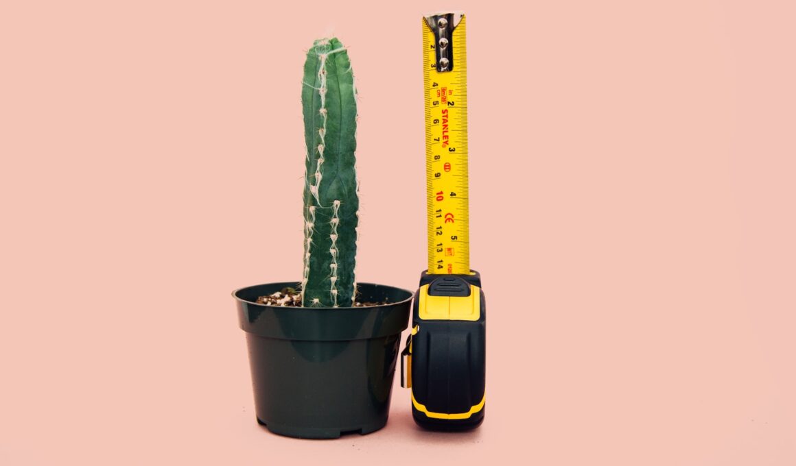 green cactus in back pot beside tape measure